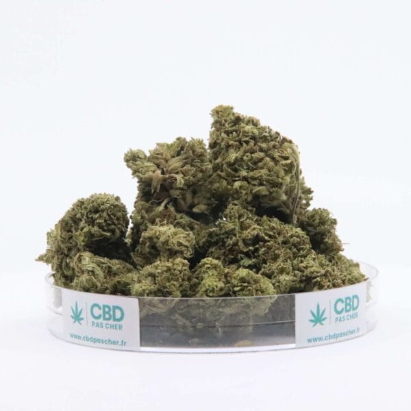New York Diesel – Image 15