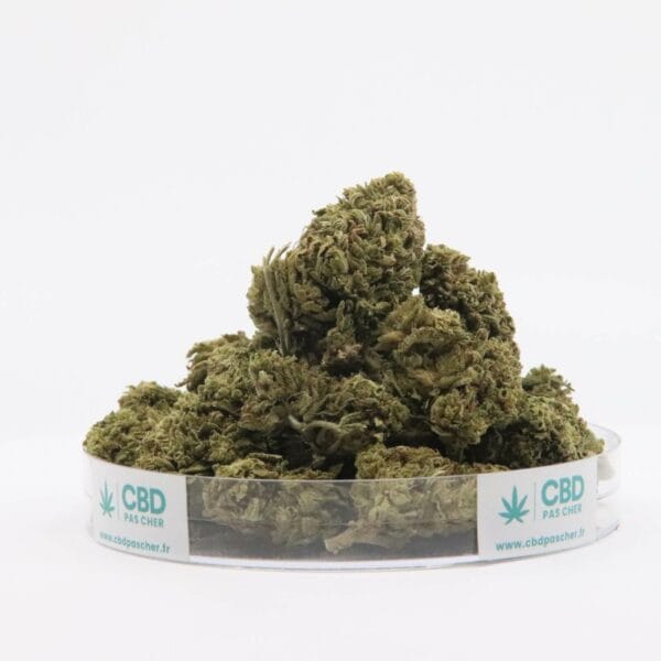 New York Diesel – Image 28
