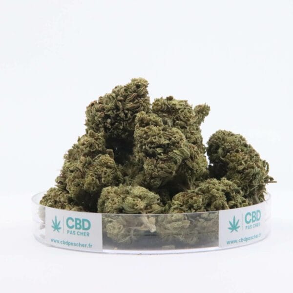 New York Diesel – Image 39