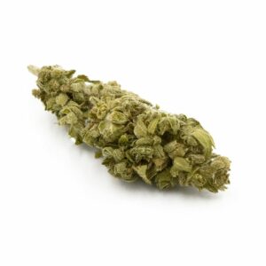 Fleur de cannabis Gelato 100% légal